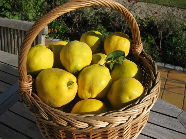 Adına şarkı yazıldığı kadar var! Bu faydalarından sonra ayvayı daha çok seveceksiniz - Resim: 1
