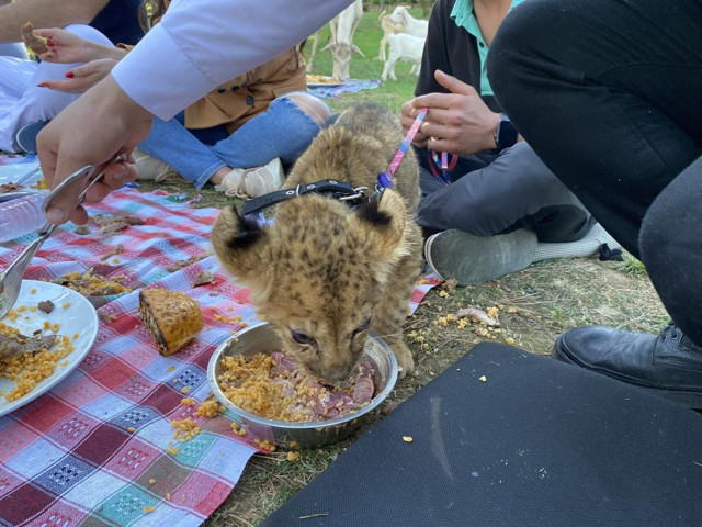 Çekmeköy'de görenleri şaşkına çeviren görüntüler! Aslan ve ayıya şark sofrası kurdular - Resim: 2