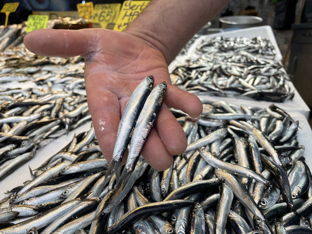 Hamsi için vakit geldi! Hamsi bolluğuyla fiyatlar çok düştü palamut bol işte balık fiyatları - Resim: 1