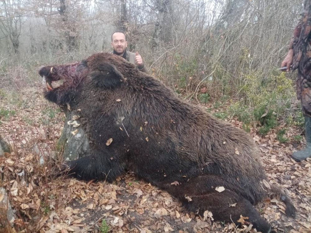 Çaycuma'da 400 kiloluk domuz vuruldu görenler inanamadı 3 aydır bu domuzun peşindeyim - Resim: 0