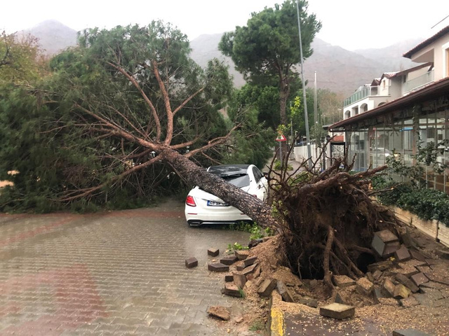 Muğla'da şiddetli yağış ve fırtına! Devrilen ağaçlar maddi zarara neden oldu - Resim: 0