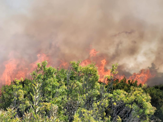 Manavgat'ta orman yangını çıktı! İhmal iddiası ifadeleri alınacak - Resim: 2
