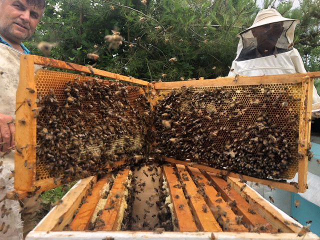 Binlerce arı telef oldu, gerçek güvenlik kamerası görüntülerinde ortaya çıktı - Resim: 1