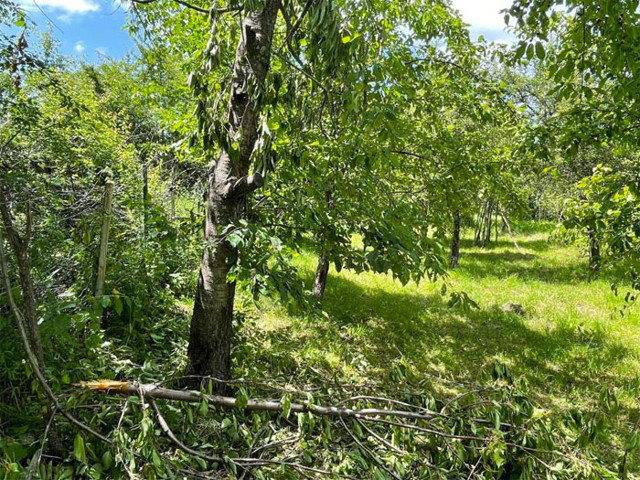 Artivin'de her akşam ormandan geliyorlar köylüler korku içinde - Resim: 0