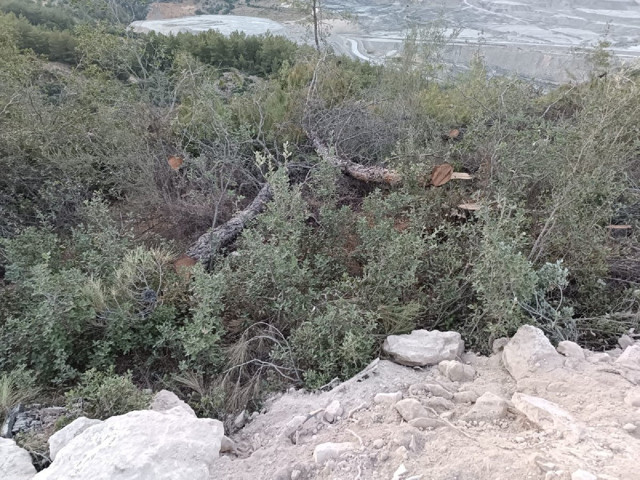 Şafak baskını ile başlamıştı... Muğla'da ağaç katliamı devam ediyor! Direnişin 3.gününde sert müdahale: Kestirmemek için ağaçlara sarıldılar! - Resim: 7