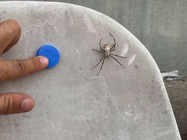 Loblu örümcek yayılıyor bu kez Tekirdağ'da ortaya çıktı! İnsanı öldürür mü? - Resim: 0