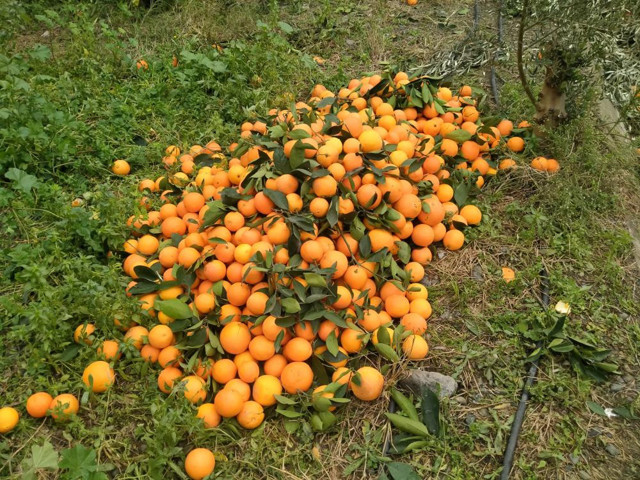 Marketlerde 25 TL’ye satılıyor! Bedava dağıtıyor alan yok - Resim: 0