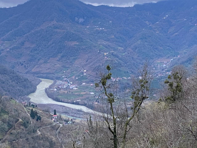 Türkiye-Gürcistan sınırında firari inek alarmı - Resim: 0