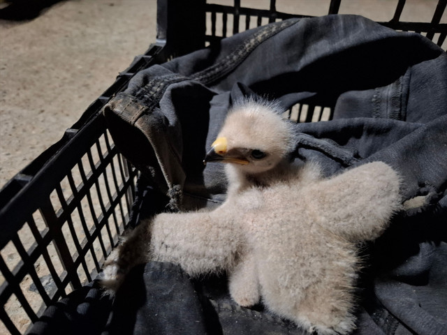 Siiirt'te avladıklarına pişman oldular! Büyük ceza - Resim: 0