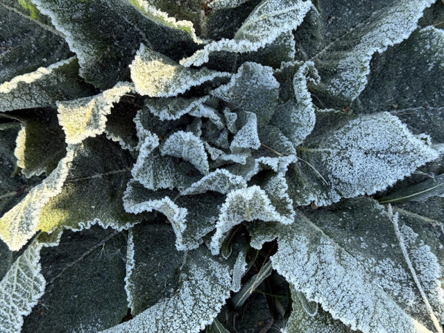 Kars ile Ardahan'da soğuk hava ve kırağı etkili oldu - Resim: 3