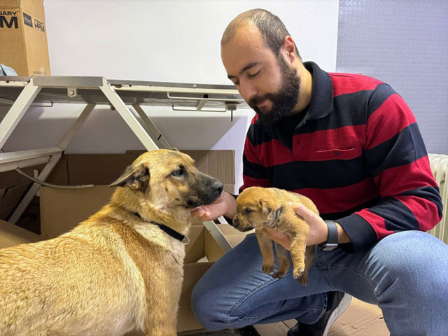 İstanbul'da sahipsiz köpek ölmek üzere olan yavrusunu veterinere getirdi - Resim: 0