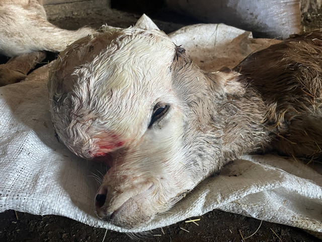 Kars'ta anomalili doğan buzağı şaşkınlığa neden oldu: İlk defa gördük - Resim: 1
