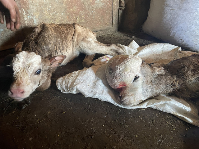Kars'ta anomalili doğan buzağı şaşkınlığa neden oldu: İlk defa gördük - Resim: 0