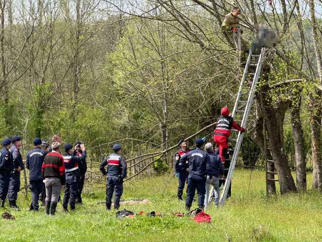 Bartın'da yaşlı adam ağaç üzerindeyken hayatını kaybetti - Resim: 0