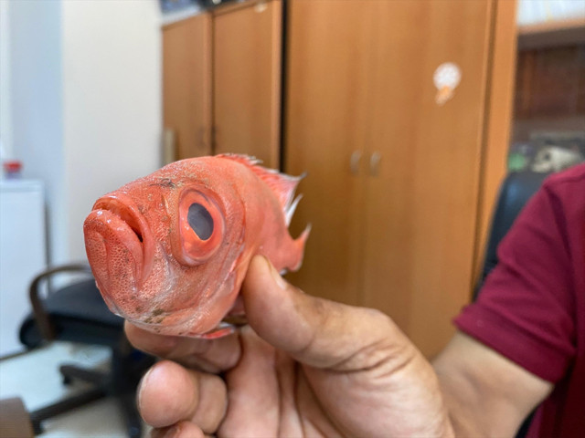 Antalya'da ilk kez "mandagöz" balığı görüldü: Zehirli mi? - Resim: 0