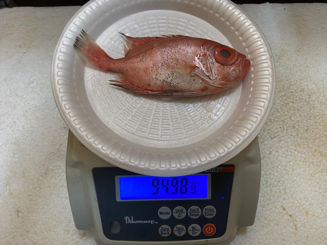 Antalya'da ilk kez "mandagöz" balığı görüldü: Zehirli mi? - Resim: 2