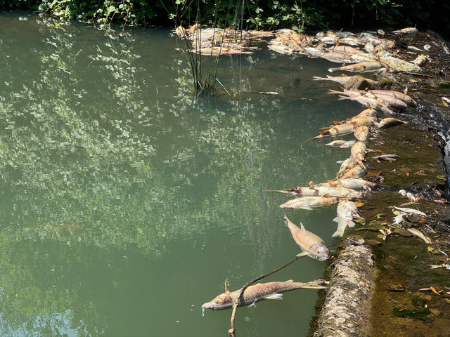 Bartın'da toplu balık ölümlerine ilişkin inceleme başlatıldı - Resim: 1