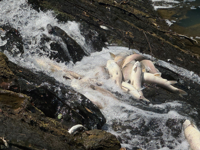 Bartın'da toplu balık ölümlerine ilişkin inceleme başlatıldı - Resim: 2