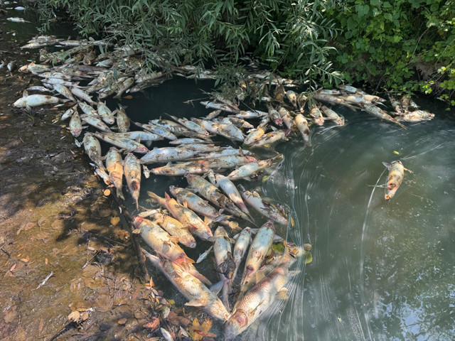 Bartın'da toplu balık ölümlerine ilişkin inceleme başlatıldı - Resim: 3