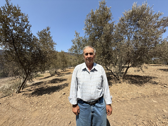 Çanakkale'deki orman yangını 150 ağaç bulunan zeytinliği teğet geçti - Resim: 1