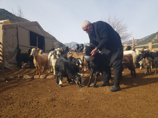 Depremde hayvanlarını kaybeden üretici, devlet desteğiyle yeniden sürü sahibi oldu - Resim: 0
