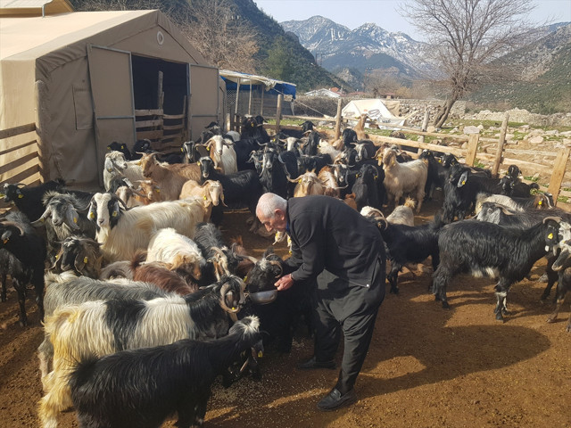 Depremde hayvanlarını kaybeden üretici, devlet desteğiyle yeniden sürü sahibi oldu - Resim: 1