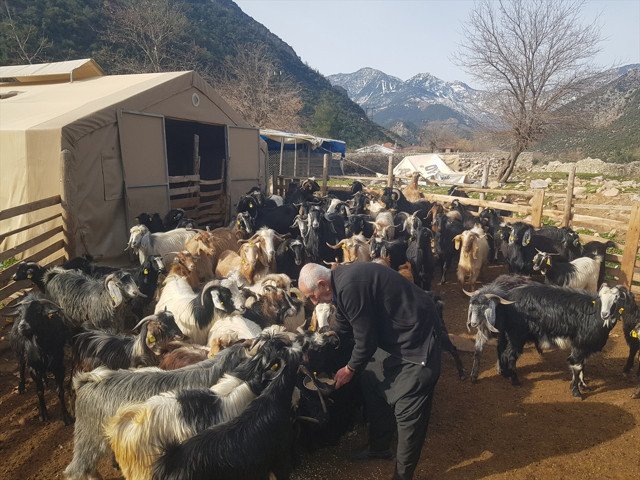Depremde hayvanlarını kaybeden üretici, devlet desteğiyle yeniden sürü sahibi oldu - Resim: 3