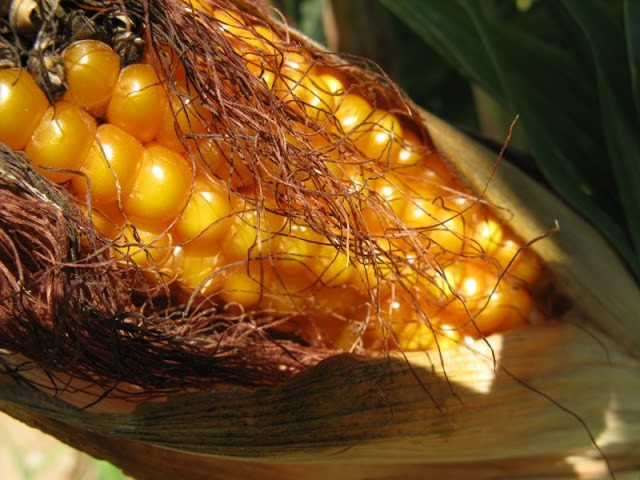 Mısırı püskülü ile kaynatınca...  - Resim: 1