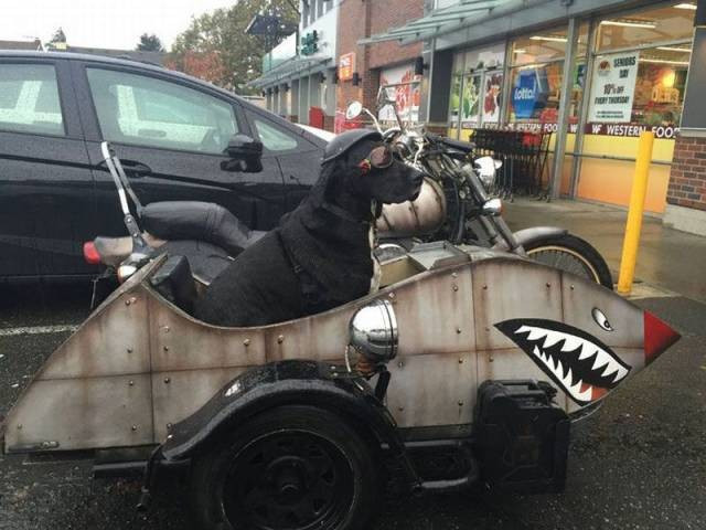 Günün en çılgın 60 fotoğrafı! - Resim: 4