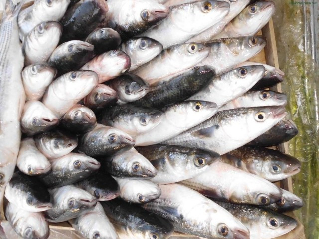 Hangi ayda hangi balık yenir? - Resim: 3