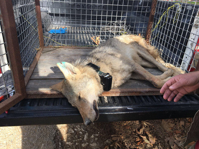 Sinop'ta çukura düşen kurda aç kalmasın diye tavuk verdiler - Resim: 3