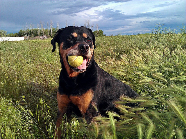 Sokakta buldukları köpeğin suratını görünce gözlerine inanamadılar - Resim: 1
