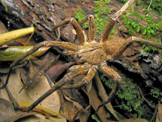 Bu örümcek ısırdığı anda 4 saatlik orgazm yaşatıyor daha sonra ise... - Resim: 4
