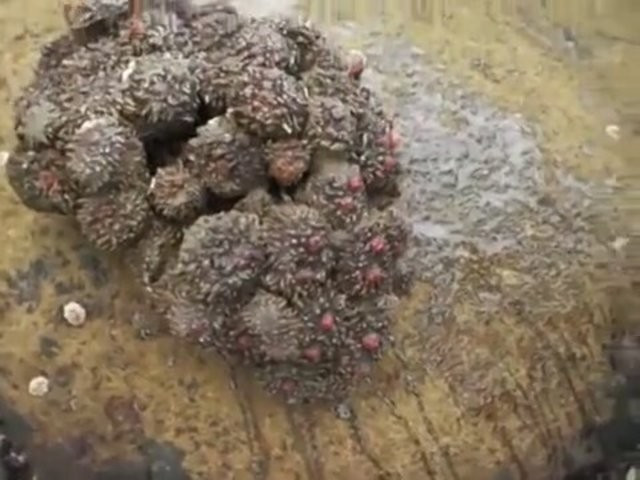 Sıradan bir kaya sandı ama içini açınca... İnanamayacaksınız! - Resim: 1