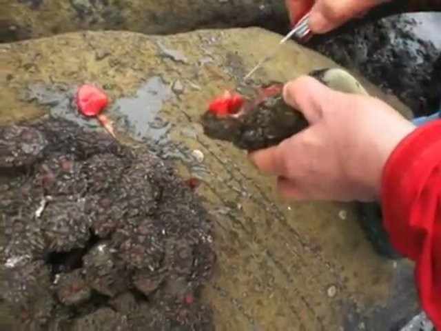 Sıradan bir kaya sandı ama içini açınca... İnanamayacaksınız! - Resim: 2