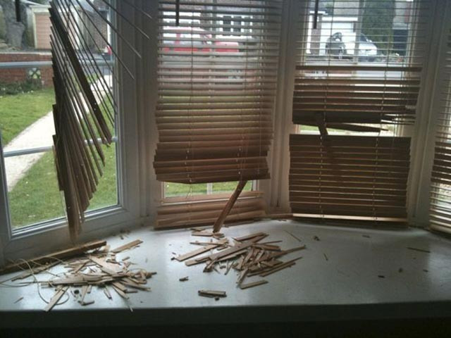 Köpeğin midesinden çıkan 15cmlik şiş! İnanılmaz ama gerçek - Resim: 4