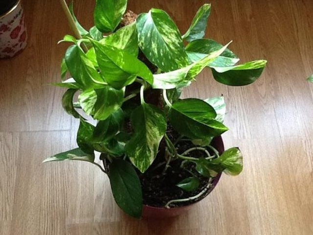 Evinizi temizleyen 5 muhteşem bitki - Resim: 4