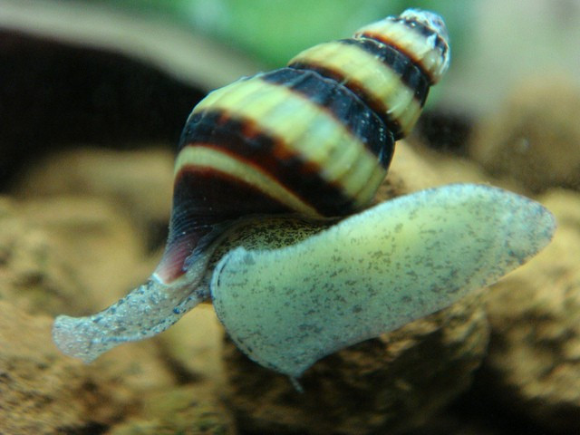 Türkiye'de ilk kez görüldü profesör neye uğradığın şaşırdı - Resim: 3