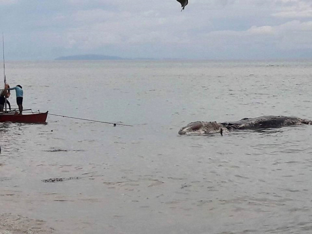 Bu gizemli yaratık neyin nesi dünya hayrete düştü - Resim: 1