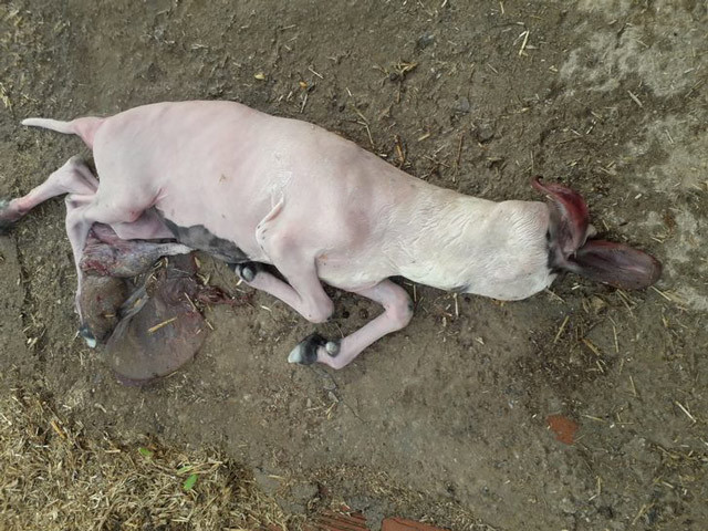 Aydın'da inanılmaz olay! Başsız doğan kuzu şoke etti - Resim: 4