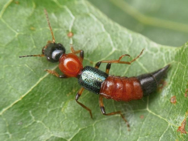 Kanserin çaresi bu böceğin içinde gizliymiş! - Resim: 2