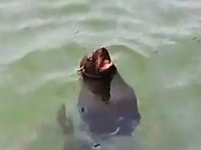 Dünyada sadece 500 tane kaldı Türkiye'de görüldü! 1,50 metre uzunluğunda... - Resim: 3