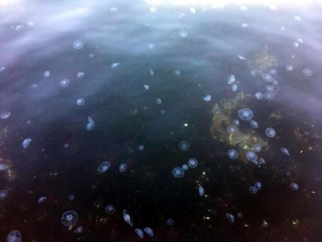 İzmit'te dehşete düşüren görüntü: Denizi  ve sahili istila ettiler  - Resim: 4