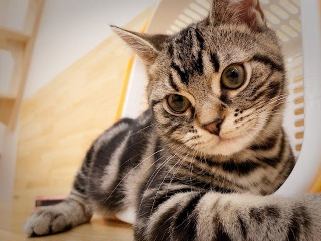 İslam'da kedinin yeri - Resim: 4