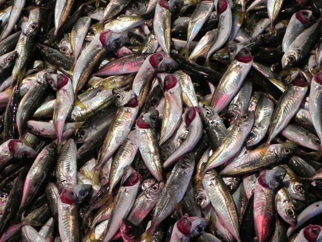 Denizlerde balık bereketi - Resim: 4