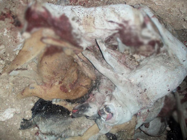 Uşak'ta inanılmaz katliam - Resim: 3