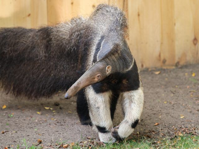 Bu hayvanın eti eşsiz! Satışı yasaktı 30 ton karıncayiyen bulundu - Resim: 4