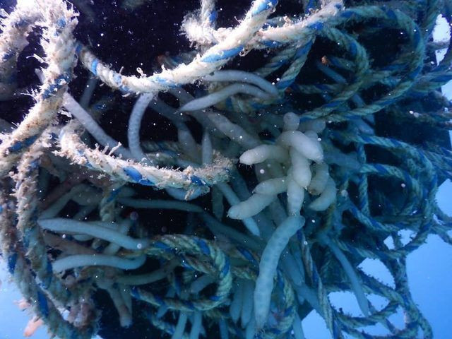 İzmir'de ilk kez görüntülendi! Yapay yuvalardaki yavru kalamarlar - Resim: 3