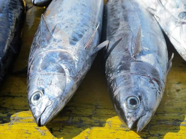 Ekim - Kasım ayında hangi balık yenilir? Aralık'ta hamsi Ocak'ta çinekop - Resim: 1