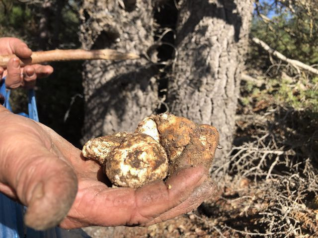 Adana'da her yerde onu arıyorlar kilosu 100 TL! Japonya'ya satılıyor - Resim: 4